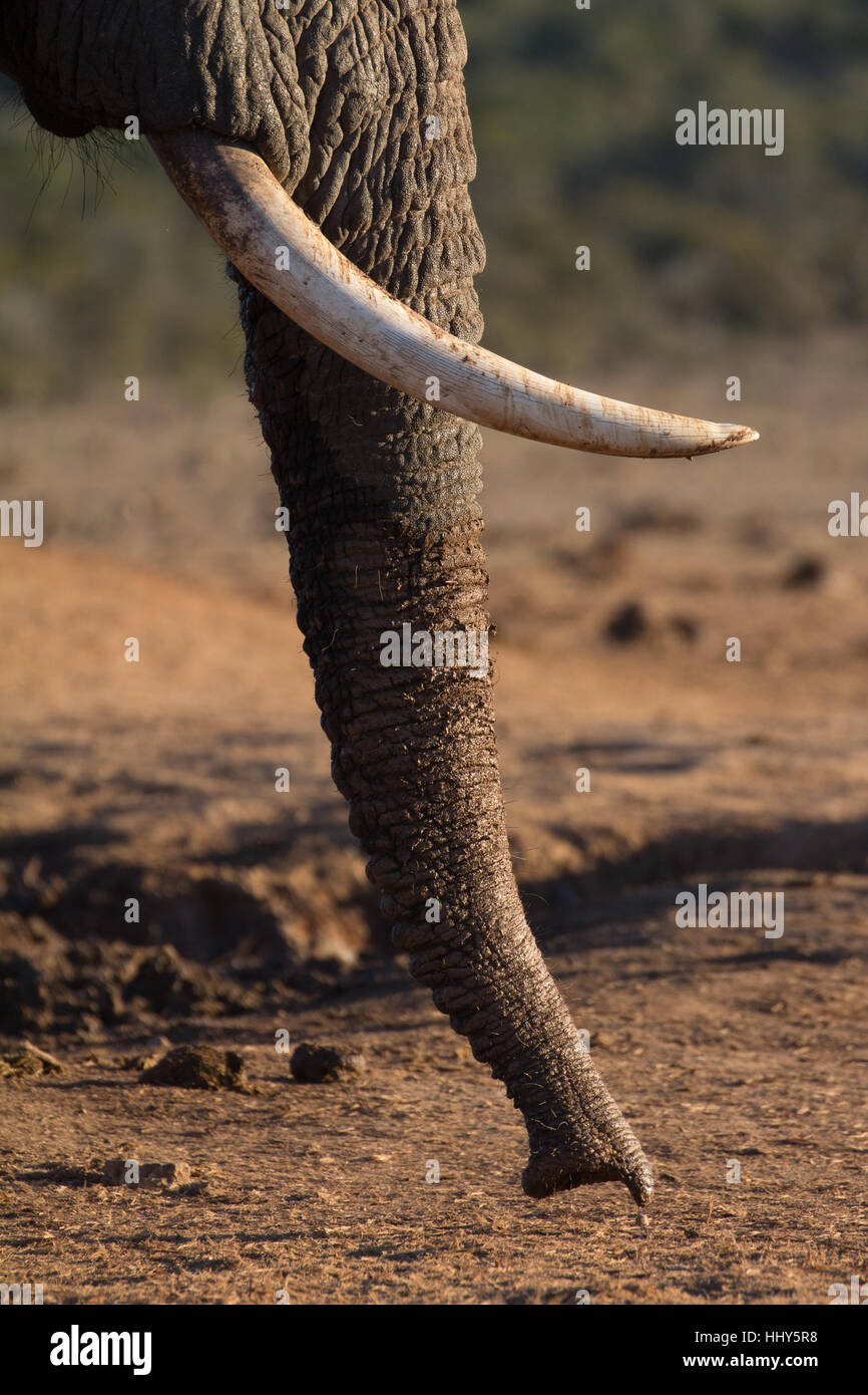 Afrikanischer Elefant nutzt seinen Stamm zu Boden, Südafrika riechen Stockfoto