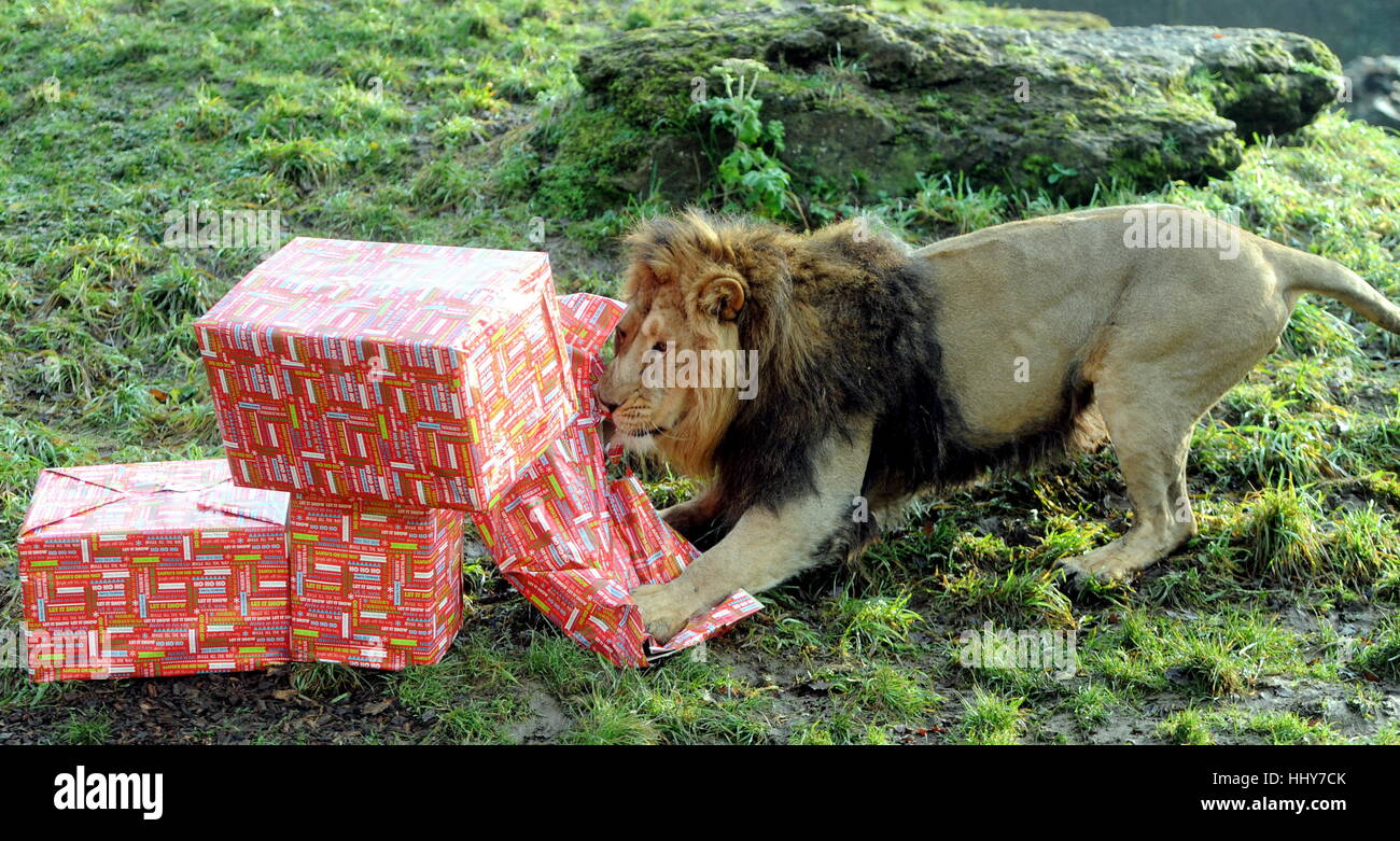 Hier kommt Santa Paws: Rana der männlichen Löwen mit einem Rip brüllenden Weihnachten während den Löwenanteil der seine Geschenke von seinem Partner Kanha und Triolen Cubs Kali, Sita und Sonika im Cotswold Wildlife Park in Oxfordshire, England zu öffnen. Die Drillinge werden sieben Monate alt am ersten Weihnachtsfeiertag am 25. Mai 2016 im Park geboren.  Mitwirkende: Atmosphäre wo: Gloucester, Großbritannien bei: Kredit-21. Dezember 2016: Paul Nicholls/WENN.com Stockfoto