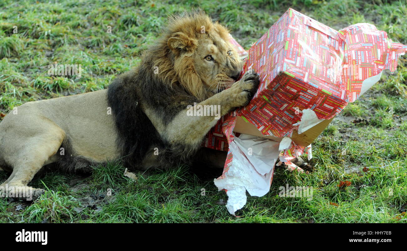 Hier kommt Santa Paws: Rana der männlichen Löwen mit einem Rip brüllenden Weihnachten während den Löwenanteil der seine Geschenke von seinem Partner Kanha und Triolen Cubs Kali, Sita und Sonika im Cotswold Wildlife Park in Oxfordshire, England zu öffnen. Die Drillinge werden sieben Monate alt am ersten Weihnachtsfeiertag am 25. Mai 2016 im Park geboren.  Mitwirkende: Atmosphäre wo: Gloucester, Großbritannien bei: Kredit-21. Dezember 2016: Paul Nicholls/WENN.com Stockfoto