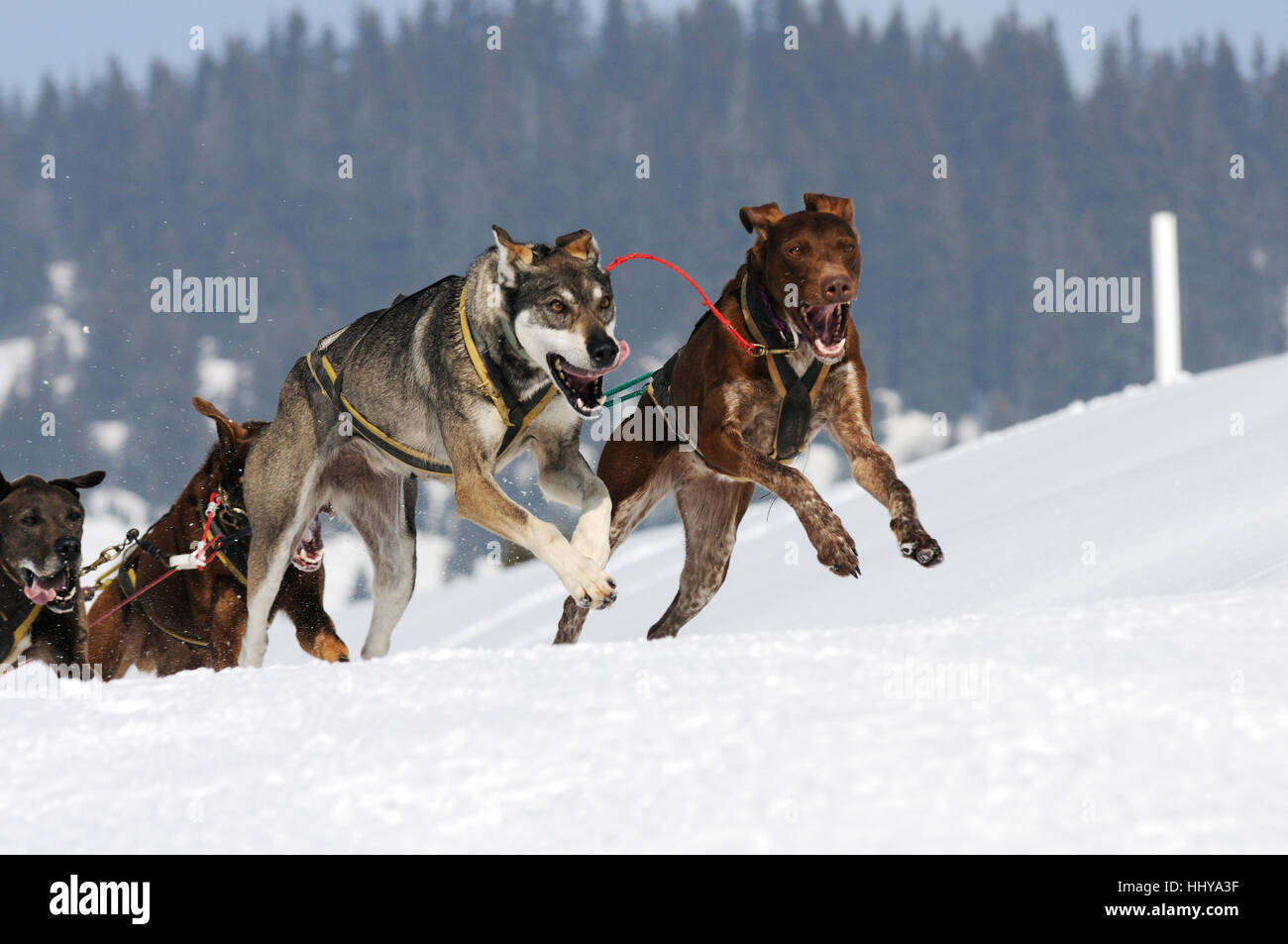 Schlittenhunde in Speed-Rennen Stockfoto