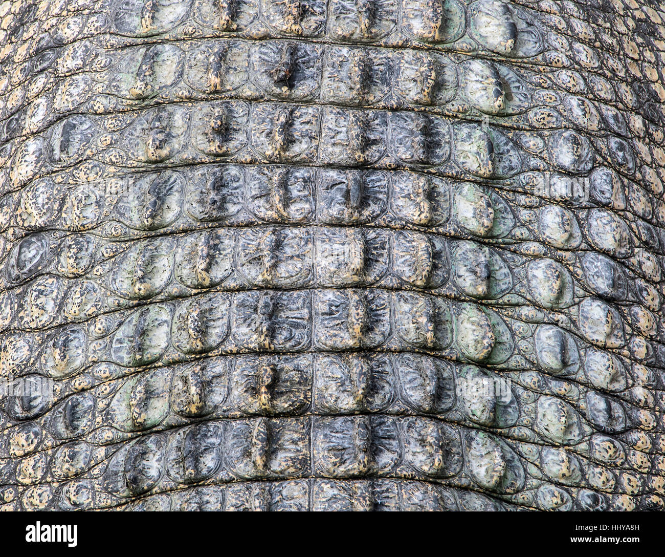 Krokodilleder schließen sich. Detail der Alligatorleder. Stockfoto