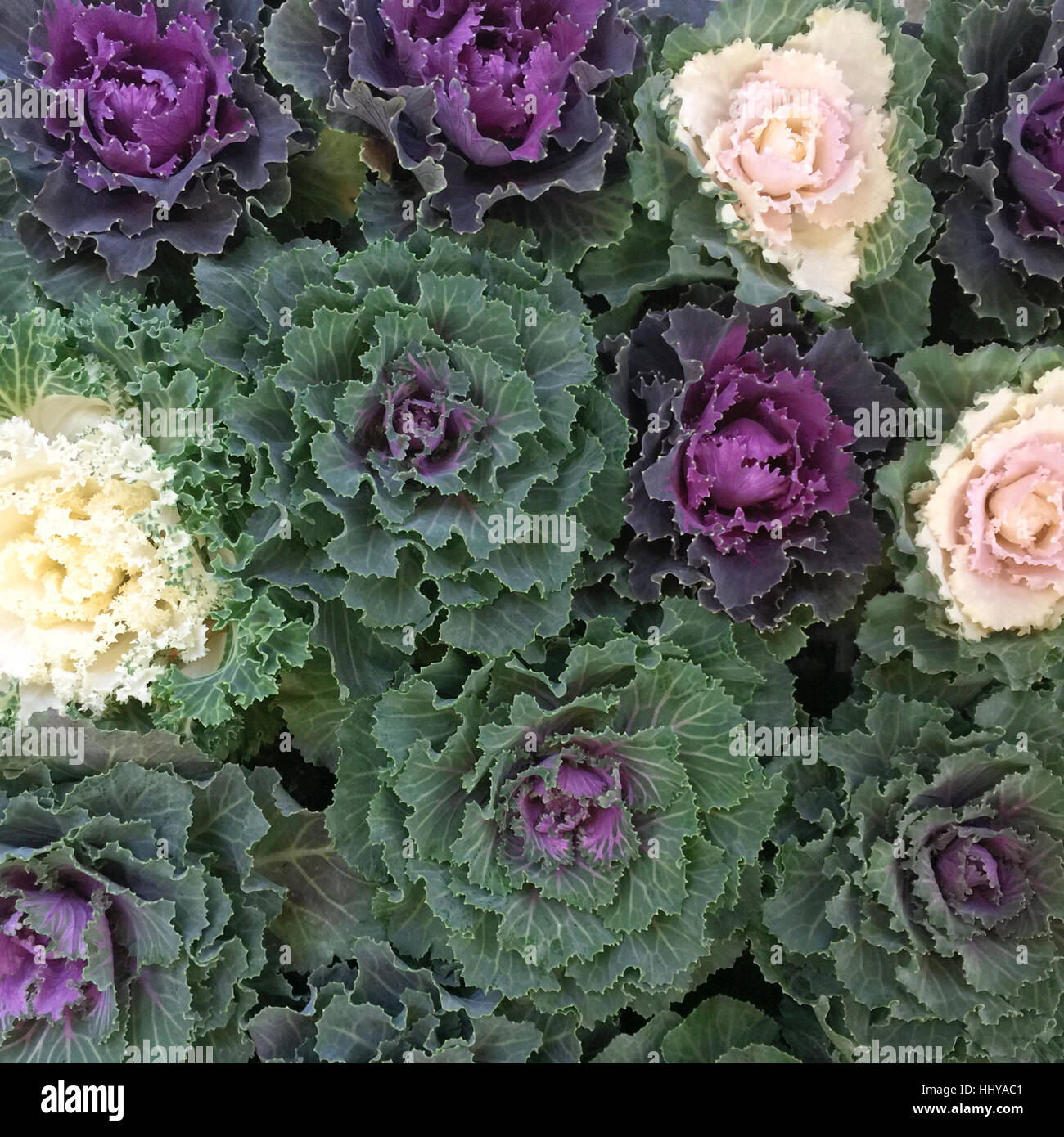 Exotische Blumen und Vase. Florale Komposition Stockfoto