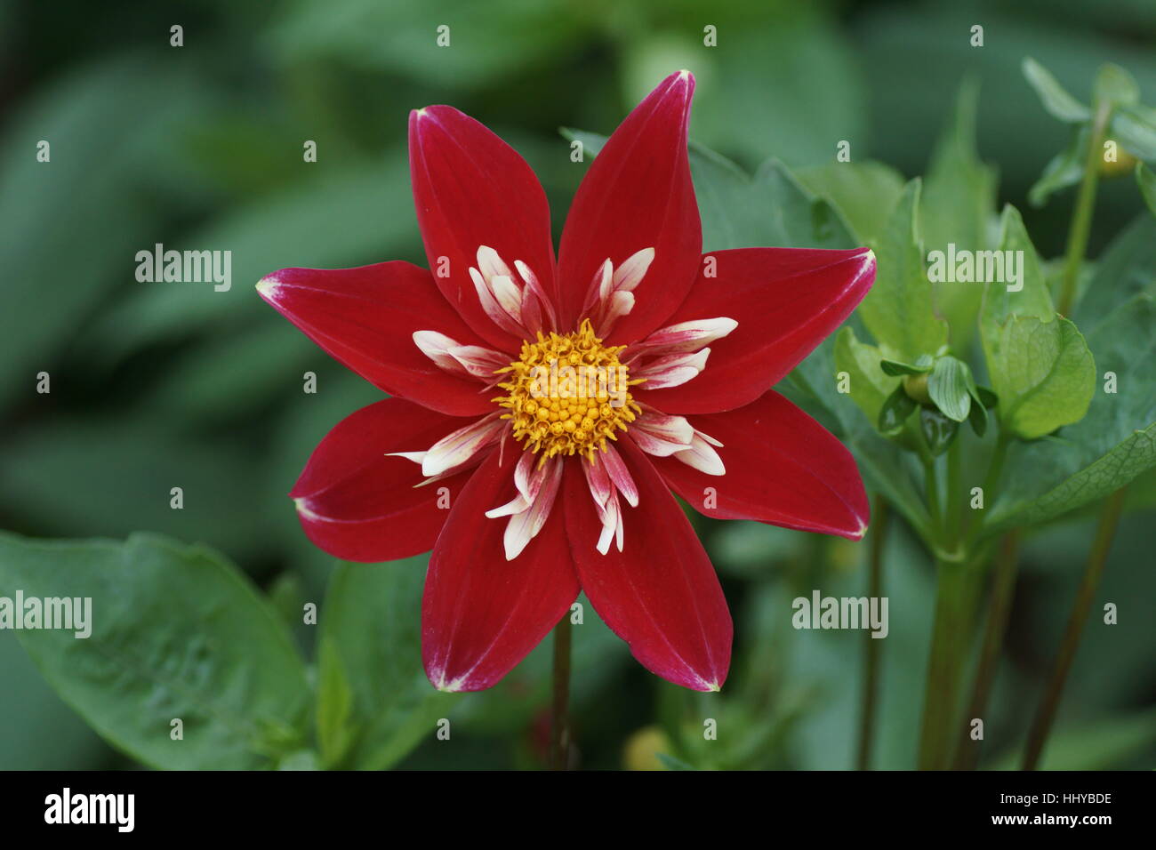 Dahlie "Weihnachtslied" Stockfoto