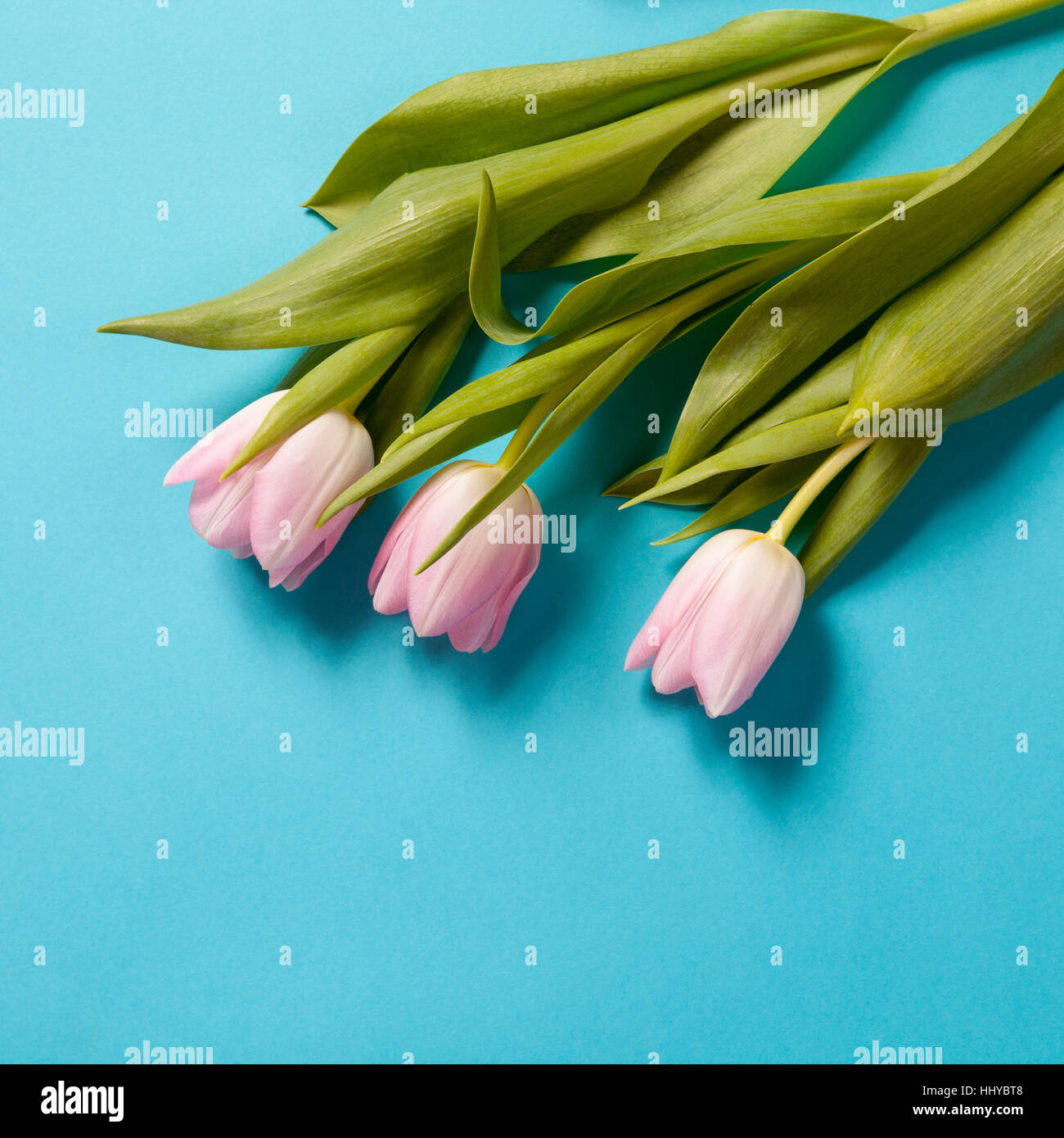 Rosa Tulpen Blumen und Vase auf blauem Hintergrund. Exemplar Stockfoto