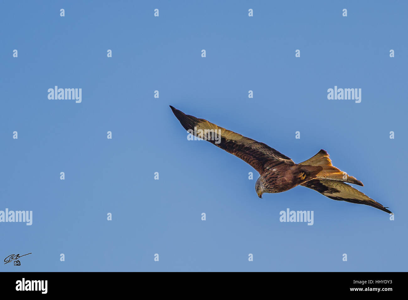 Rotmilan mit blauem Himmel als Hintergrund schweben. Stockfoto