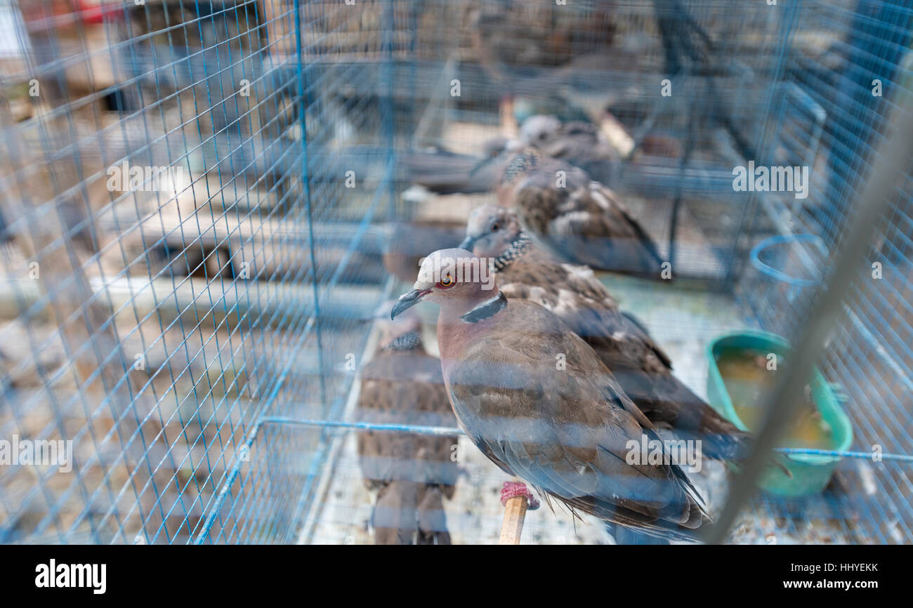 Käfig mit Tauben, Vogel Markt, Yogyakarta, Java, Indonesien Stockfoto
