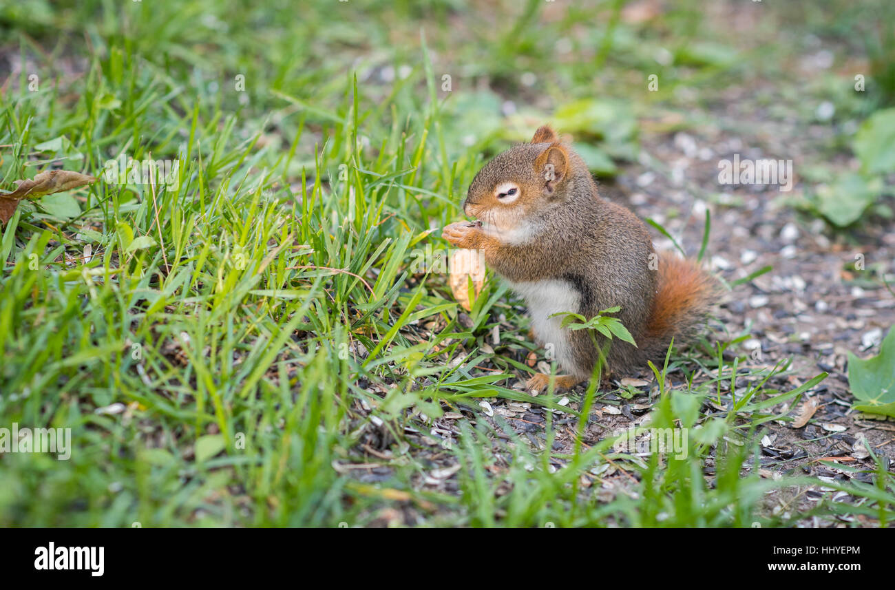 Liebenswert Baby Eichhörnchen mit einem Auge nur noch öffnen, sitzt und isst Sonnenblumenkerne auf dem Boden. Stockfoto