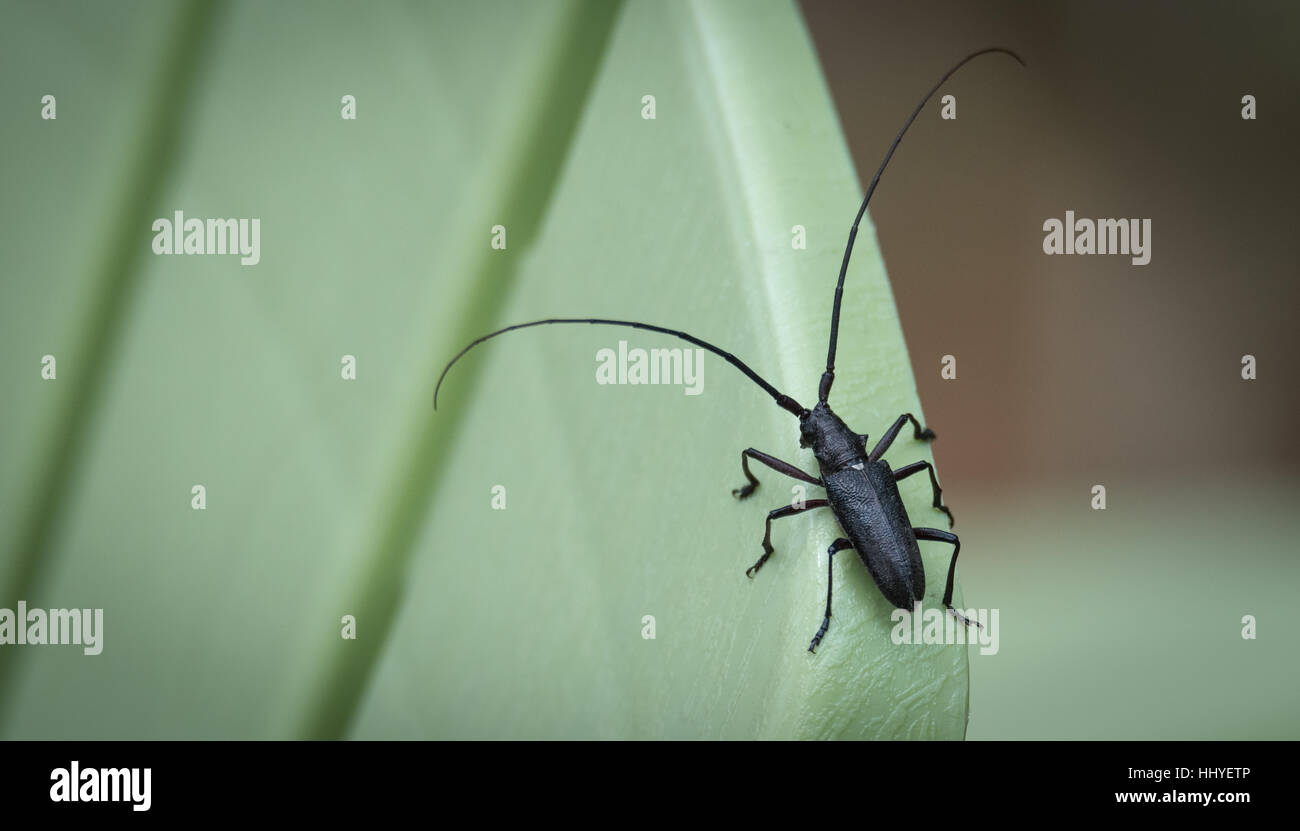 Nahaufnahme Detail des Pine Sawyer Beetle (Ergates Spiculatus).  Fliegende Insekten, schwarzen Käfer mit langen Antennen Fühler & sechs Beine kriecht auf einem Stuhl. Stockfoto