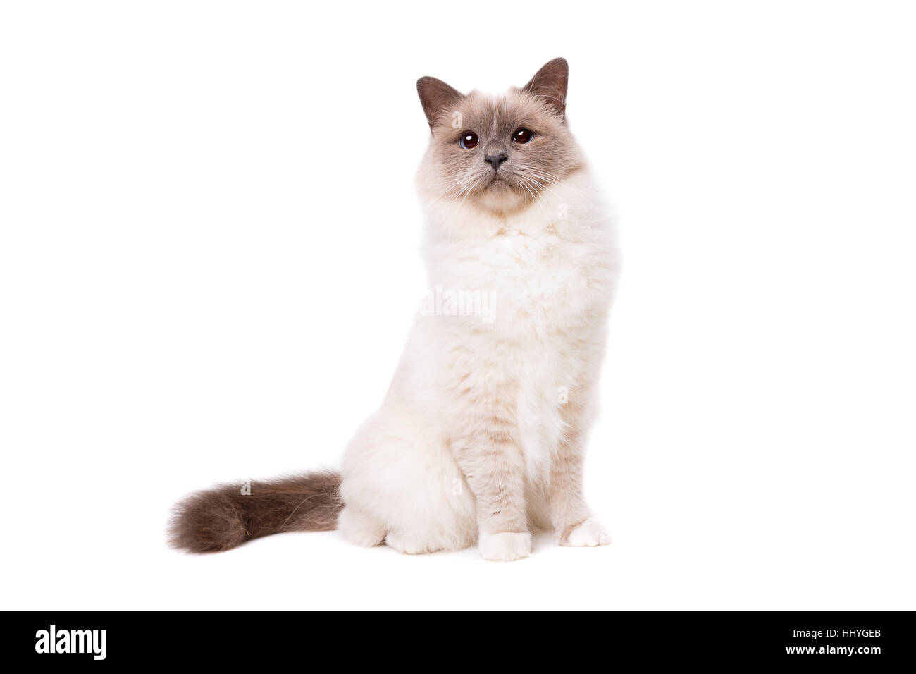 Birma Katze mit blauen Augen vor einem weißen Hintergrund Stockfoto