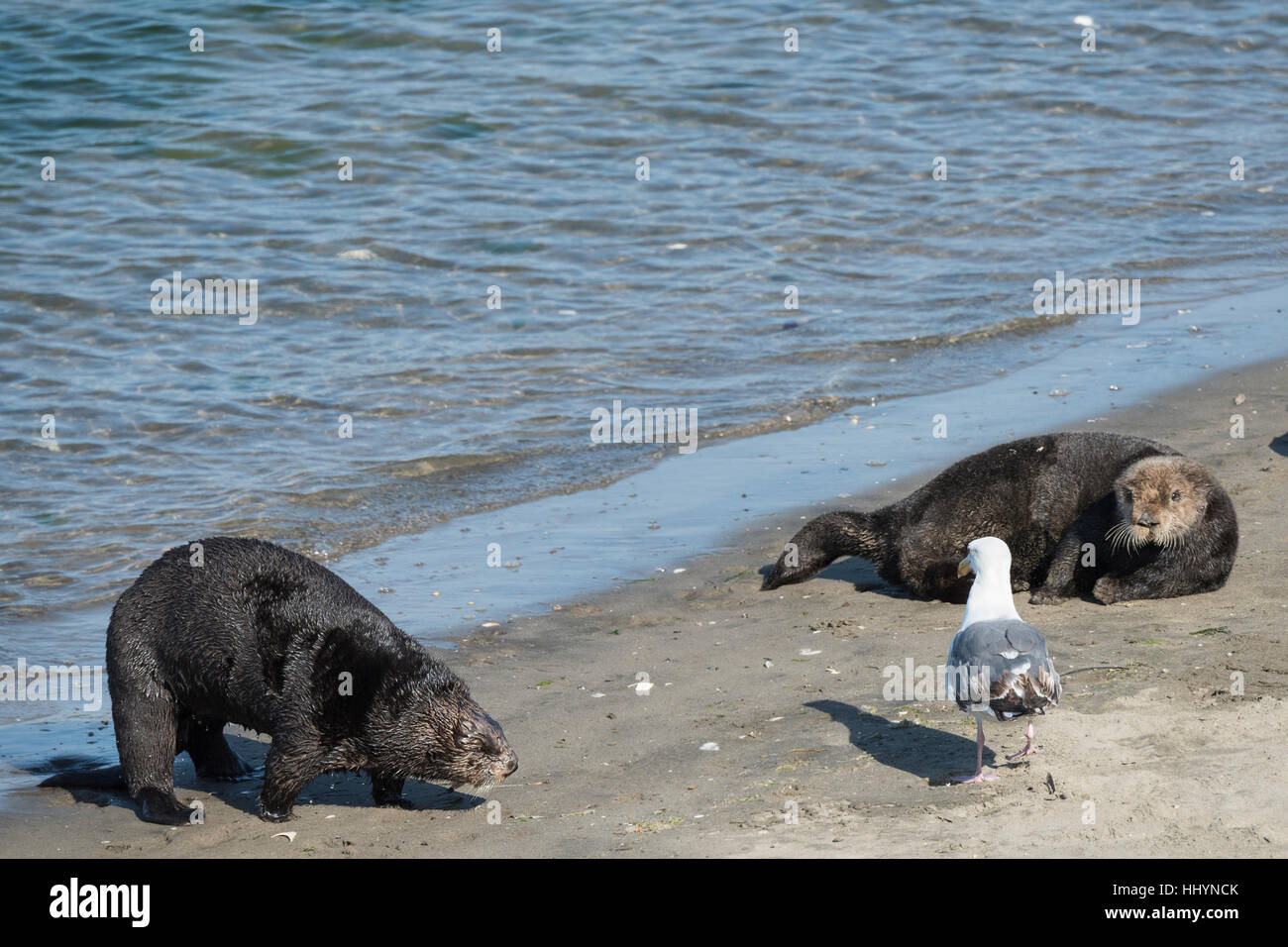 California Sea Otter oder südlichen Seeotter, Enhydra Lutris Nereis, kommt an Land mit anderen Otter und eine Möwe am Strand sonnen Elkhorn Slough Stockfoto