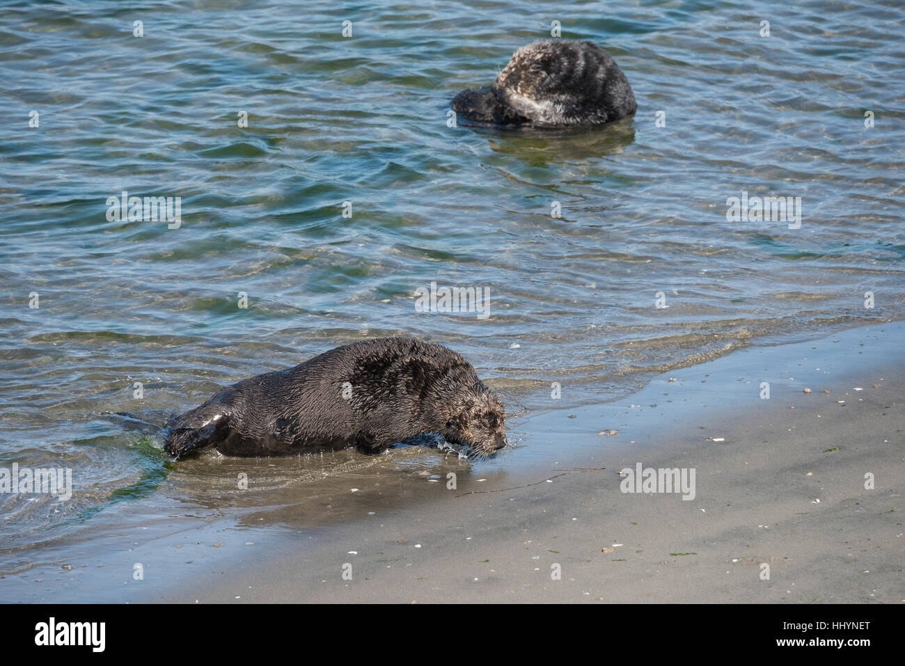 California Sea Otter oder südlichen Seeotter, Enhydra Lutris Nereis, kommt an Land Sonnen am Strand, Elkhorn Slough, Kalifornien, USA Stockfoto