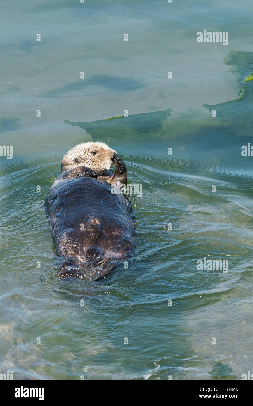 California Sea Otter oder südlichen Seeotter, Enhydra Lutris Nereis (bedrohte Arten), Elkhorn Slough, Moss Landing, California, Vereinigte Staaten Stockfoto
