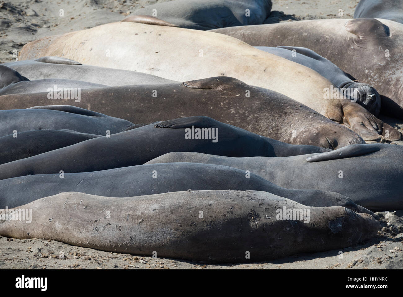 nördlichen See-Elefanten, Mirounga Angustirostris Menschenmenge am Strand wie sie, ihre jährlichen Häutung oder Mauser, Piedras Blancas, Kalifornien, USA durchmachen Stockfoto