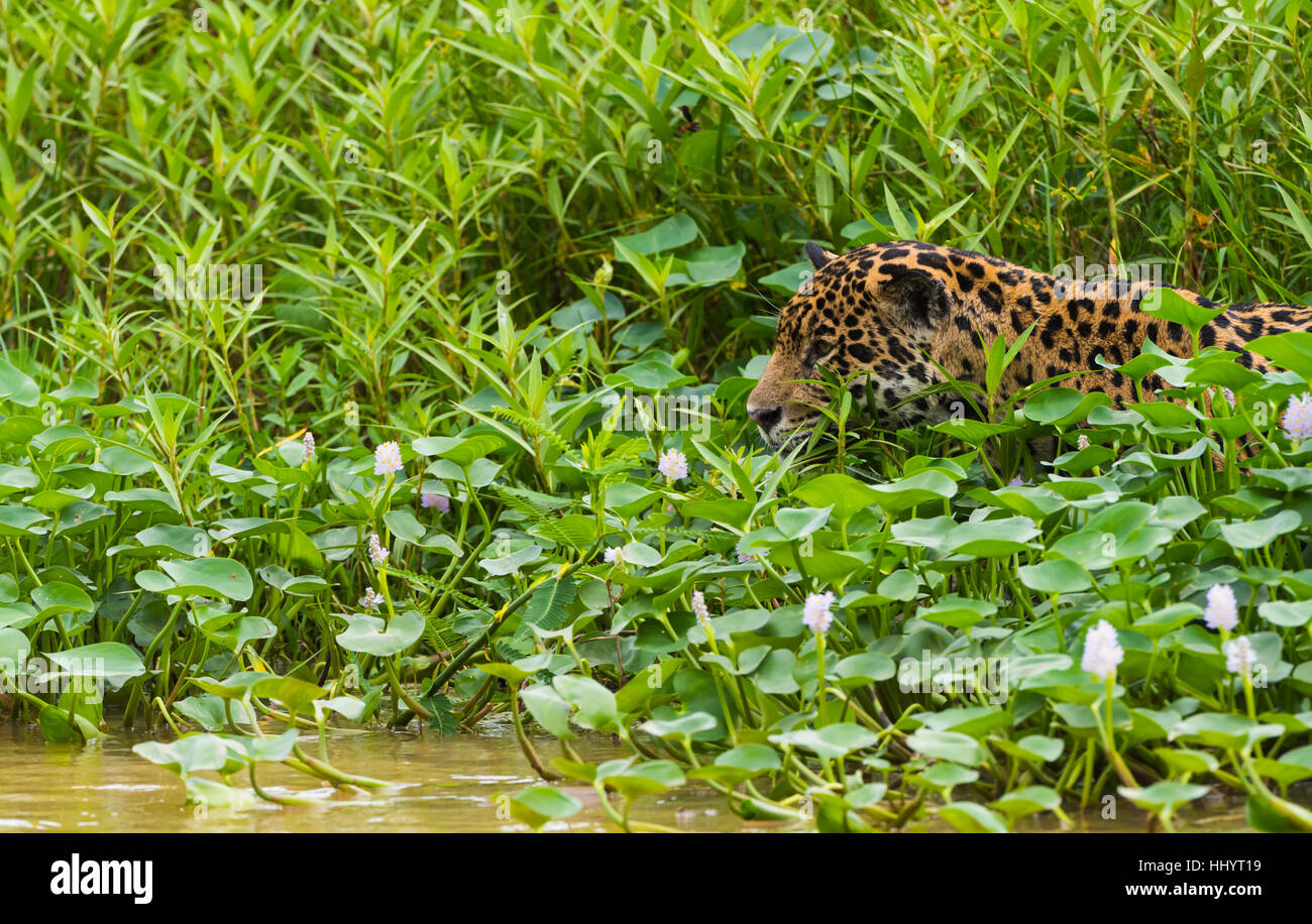 Kopfschuss von Jaguar in Wasser unter blühenden Lilien Stockfoto