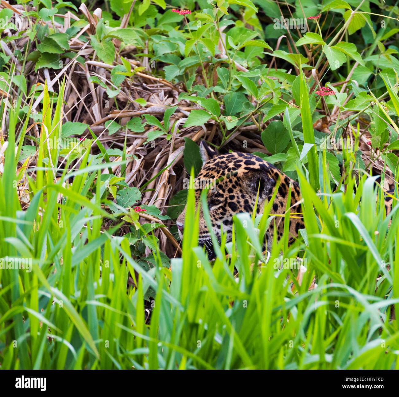 Jaguar, versteckt unter hohen Fluss Grass - Schuss in den Kopf Stockfoto