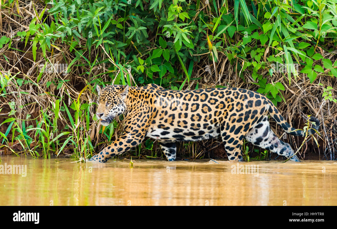 Jaguar zu Fuß Fluss - Pantanal, Brasilien Stockfoto