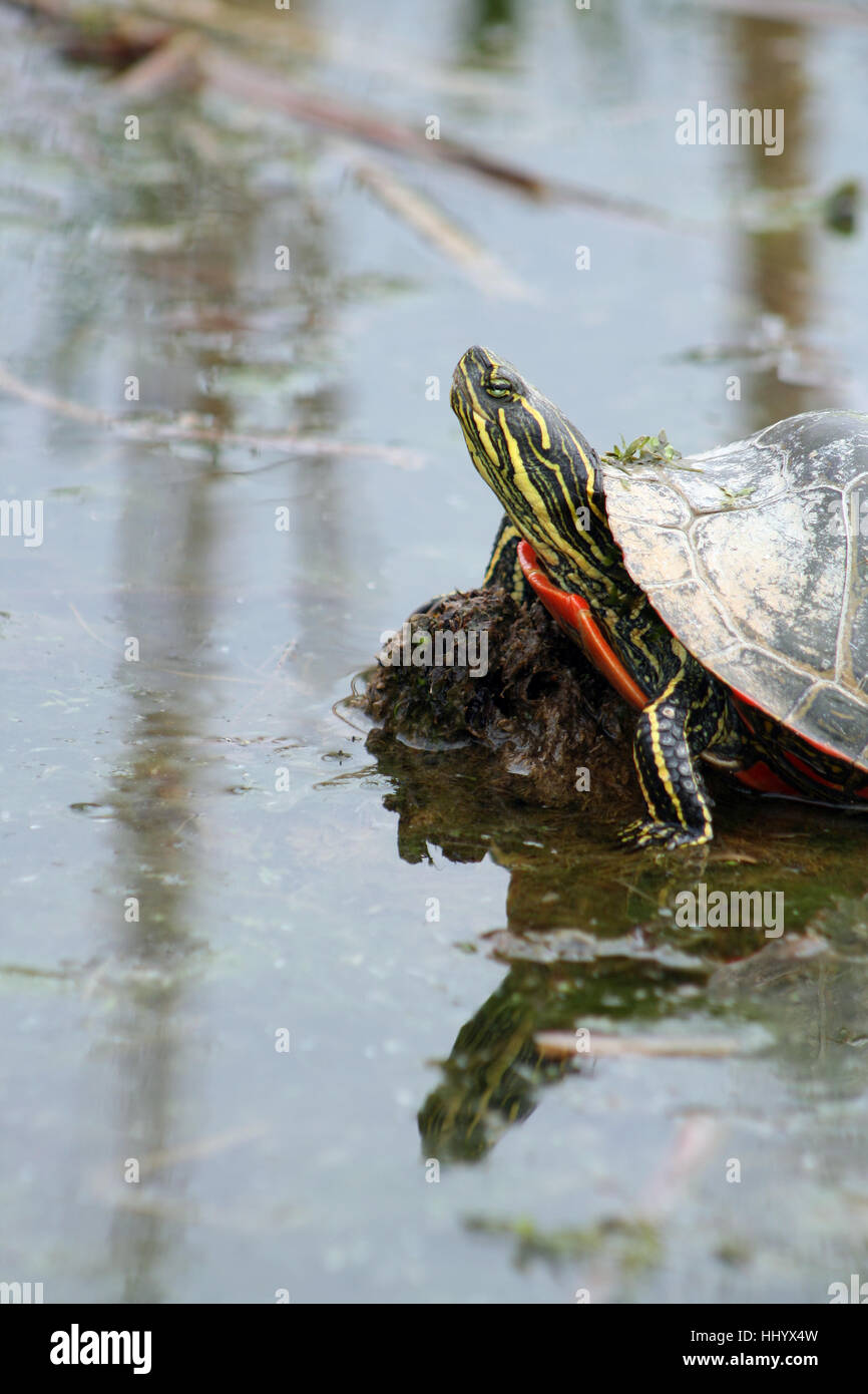 Reptil, Frühling, Prellen, Bounces, Hop, überspringen, Frisks, springen, springen, Stockfoto