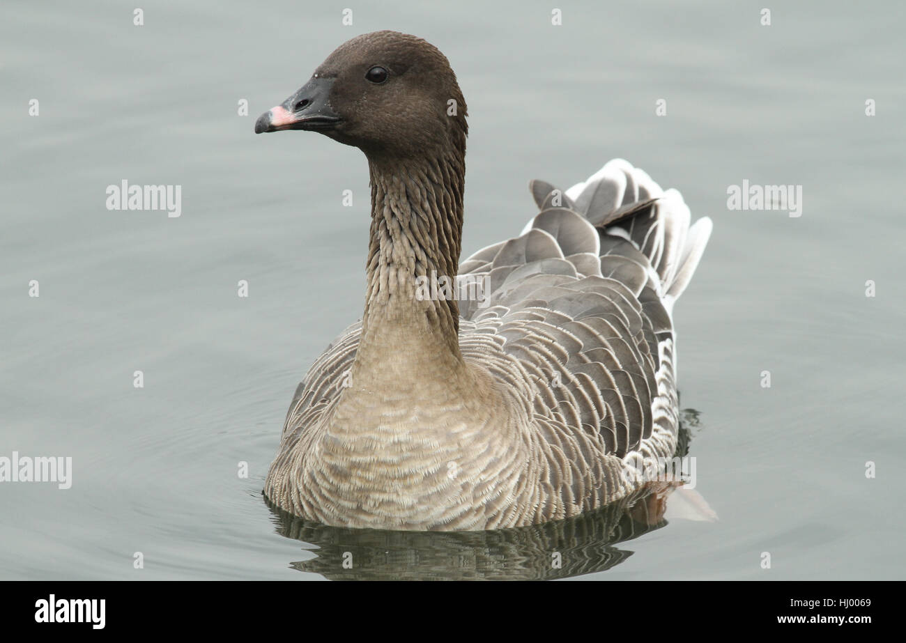 Ein Pink-footed Goose (Anser Brachyrhynchus) an einem See schwimmen. Stockfoto