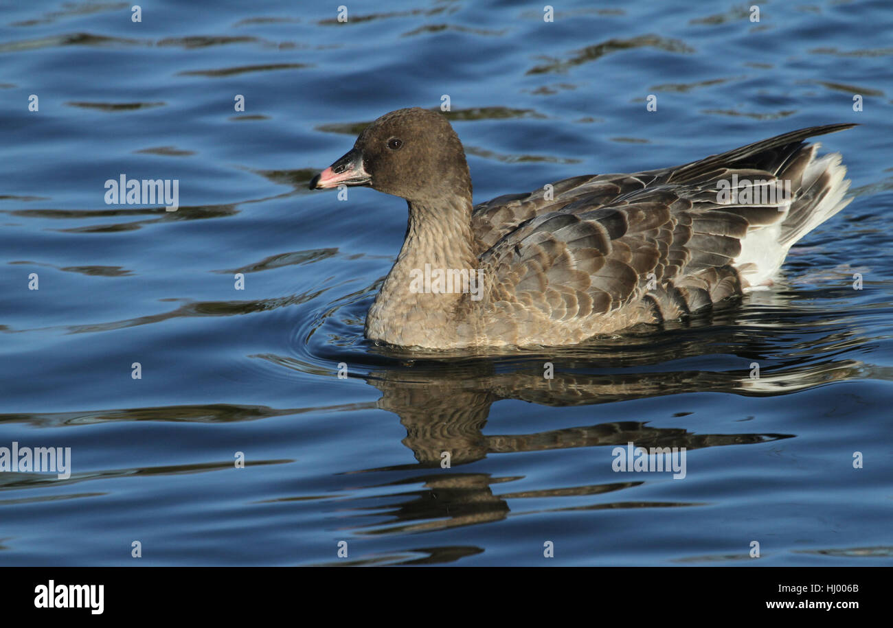 Ein Pink-footed Goose (Anser Brachyrhynchus) an einem See schwimmen. Stockfoto
