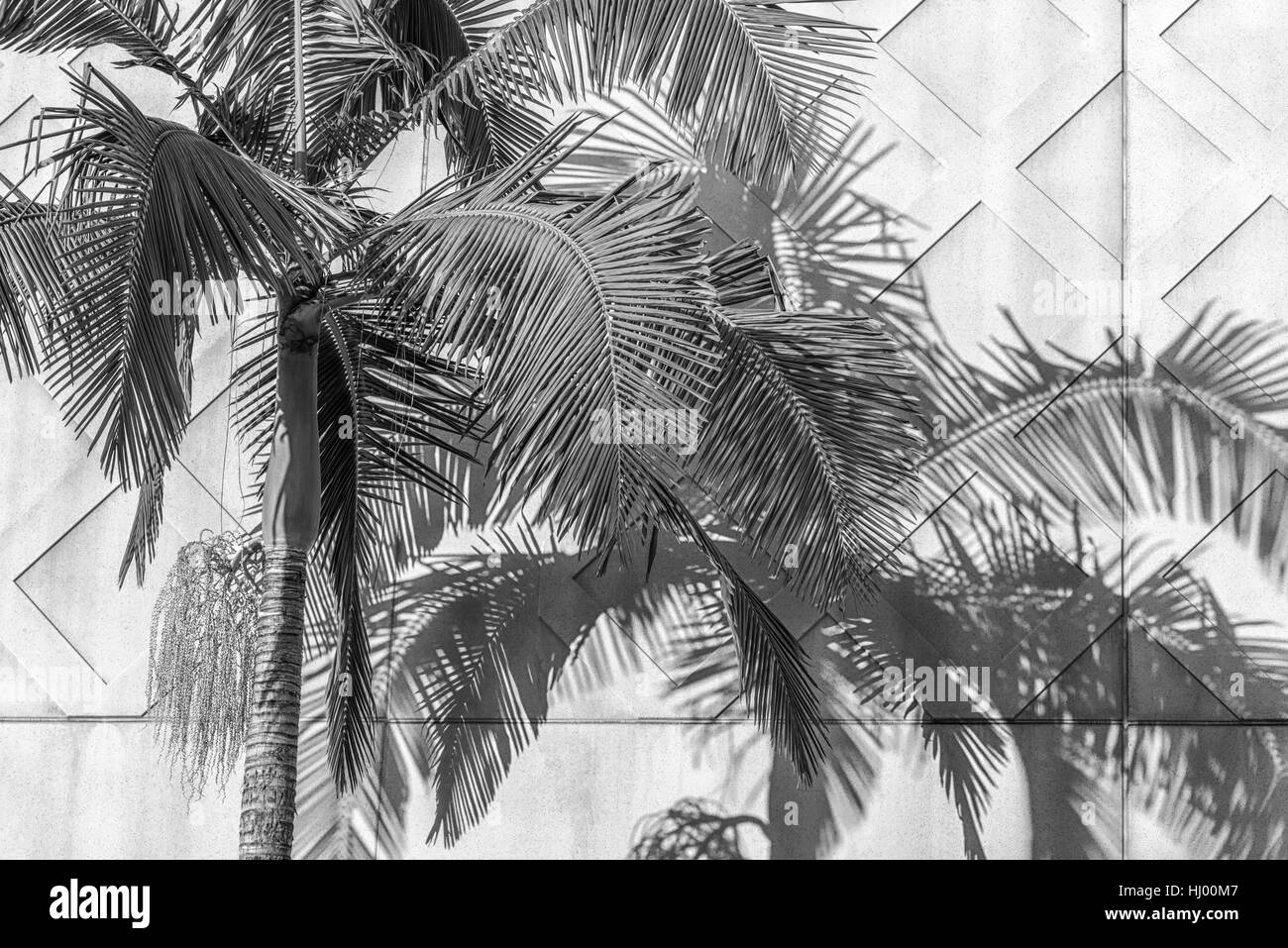 Palme und Schatten gegen eine Betonwand, urbane Geometrie. Stockfoto
