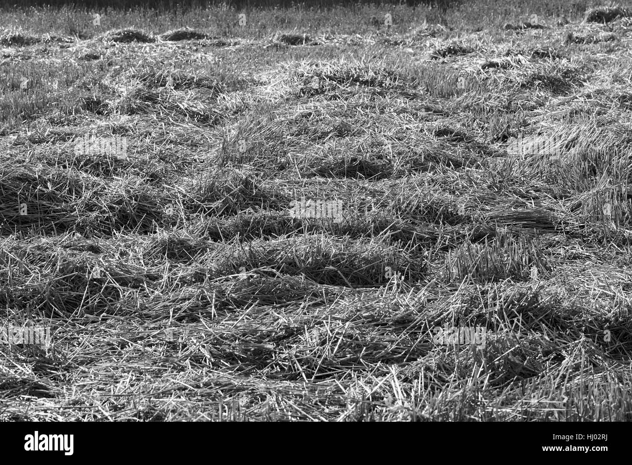 Wiese mit gemähtem Rasen trocken, geringe Schärfentiefe Hinweis Stockfoto
