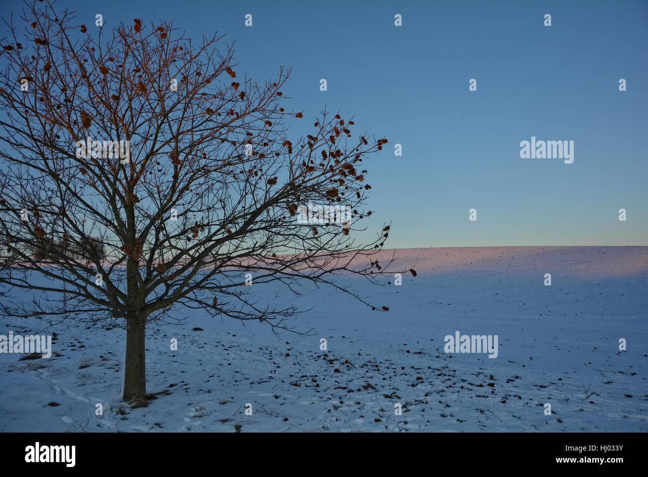 Kastanien - Baum (Quercoideae) im Abendlicht mit Schnee und Feld Stockfoto