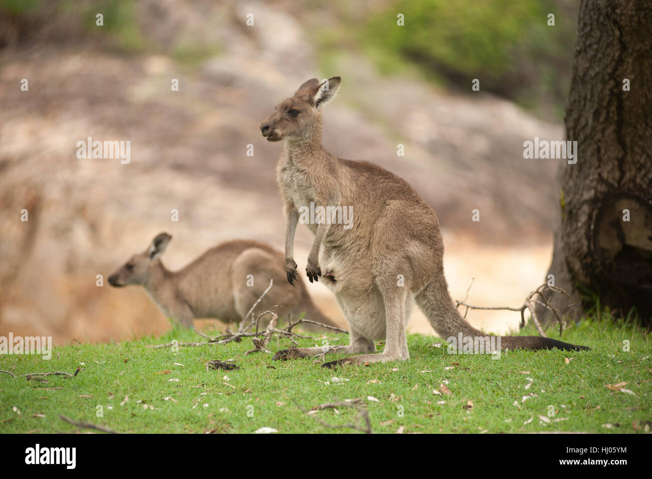 Ein paar. Der kängurus Beweidung auf ein Gras Hill in New South Wales, Australien Stockfoto