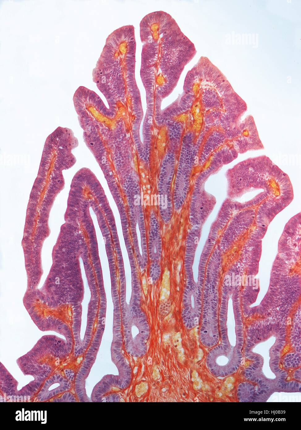 Eileiter. Leichte Schliffbild (LM) des einen Schnitt durch einen Eileiter oder Eileiter. Die Eileiter verbinden die Eierstöcken in die Gebärmutter. Das Lumen wird gesehen an der Spitze, ausgekleidet mit einer Schleimhaut (violett), die einspaltig Flimmerepithel und sekretorischen Zellen enthält. Dies zu unterstützen ist eine vaskuläre Schicht mit Kapillaren und eine Schicht aus glatten Muskelzellen (rot). Vergrößerung: X15s wenn bei 10 cm breite gedruckt. Stockfoto