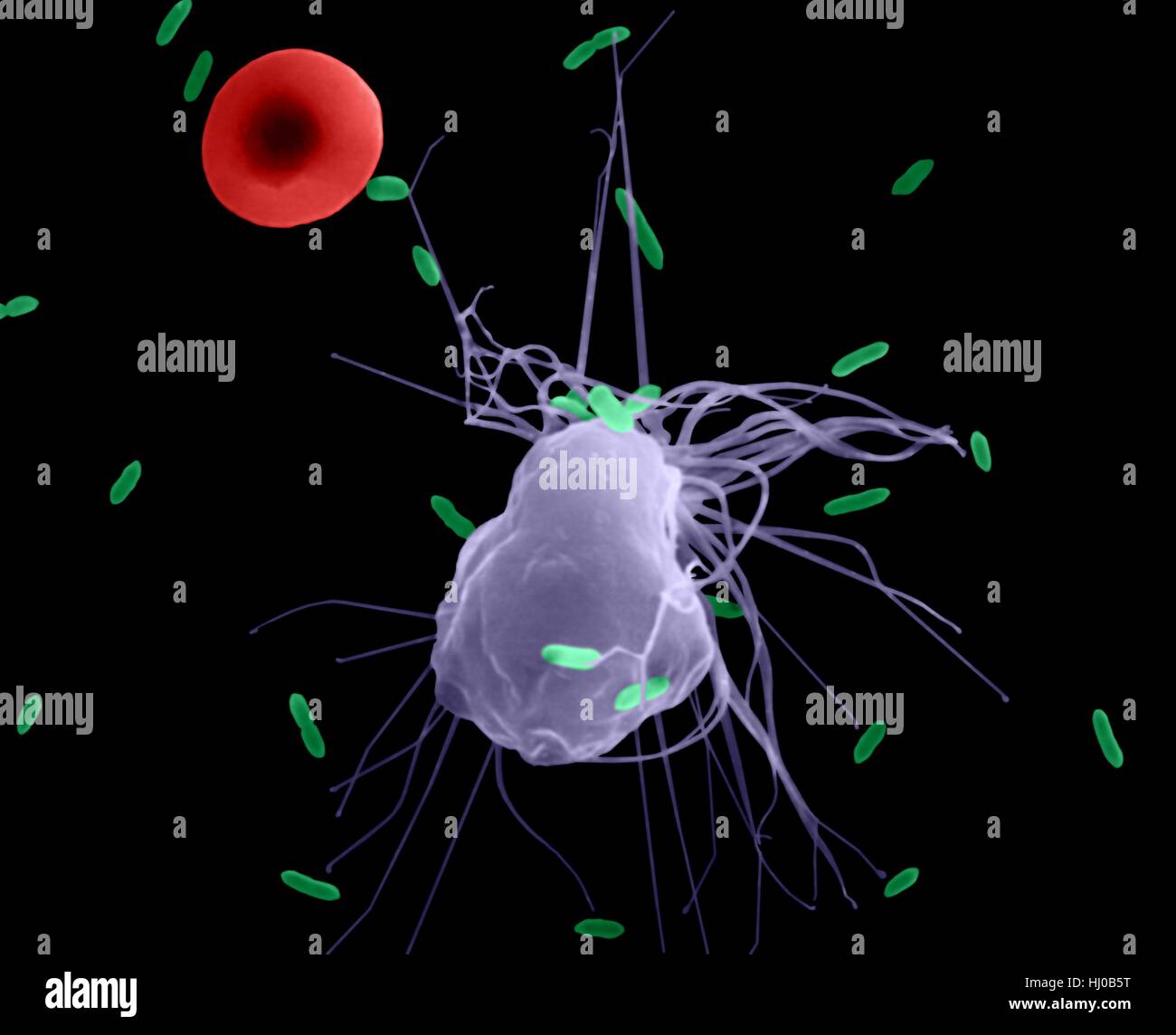 Alveolären Makrophagen Phagozytose von E. Coli, farbige scanning Electron Schliffbild (SEM). Ein rotes Blutkörperchen ist in der Peripherie (Säugetier Lunge pleural Raum). Beachten Sie, dass die Makrophagen hat kurze Filopodien, die aus der Zelle zu verlängern und Hilfe bei der Suche nach Bakterien für Phagozytose. Eine Gewebe-Makrophagen ist ein große, Reife Phagozyten, die aufnehmen und eindringenden Mikroben, Fremdkörper, Krebs oder erkrankte Zellen und Zelltrümmer zerstören kann. Alveoläre (Lunge Pleura) Makrophagen sind Teil des retikuloendothelialen Systems. Vergrößerung: X825 wenn kürzeste Achse bei 25 Millimetern gedruckt. Stockfoto