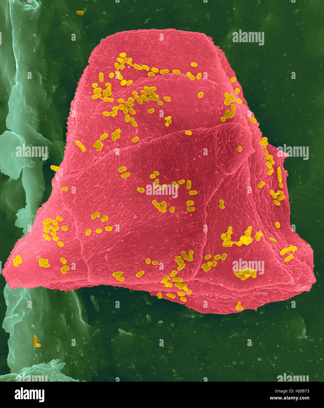 Wachs-Zahnseide mit Wange Zellen (rosa) Bakterien (gelb) auf Zahnseide Fasern (grün), farbige scanning Electron Schliffbild (SEM) verwendet. Wangenzellen bekommen oft von in Ihrem Mund abgeschabt, wenn Ihre Zähne Zahnseide. Zahlreiche Bakterien vorhanden sind als Teil der normalen Mund Flora. Bakterielle plaque Stockfoto