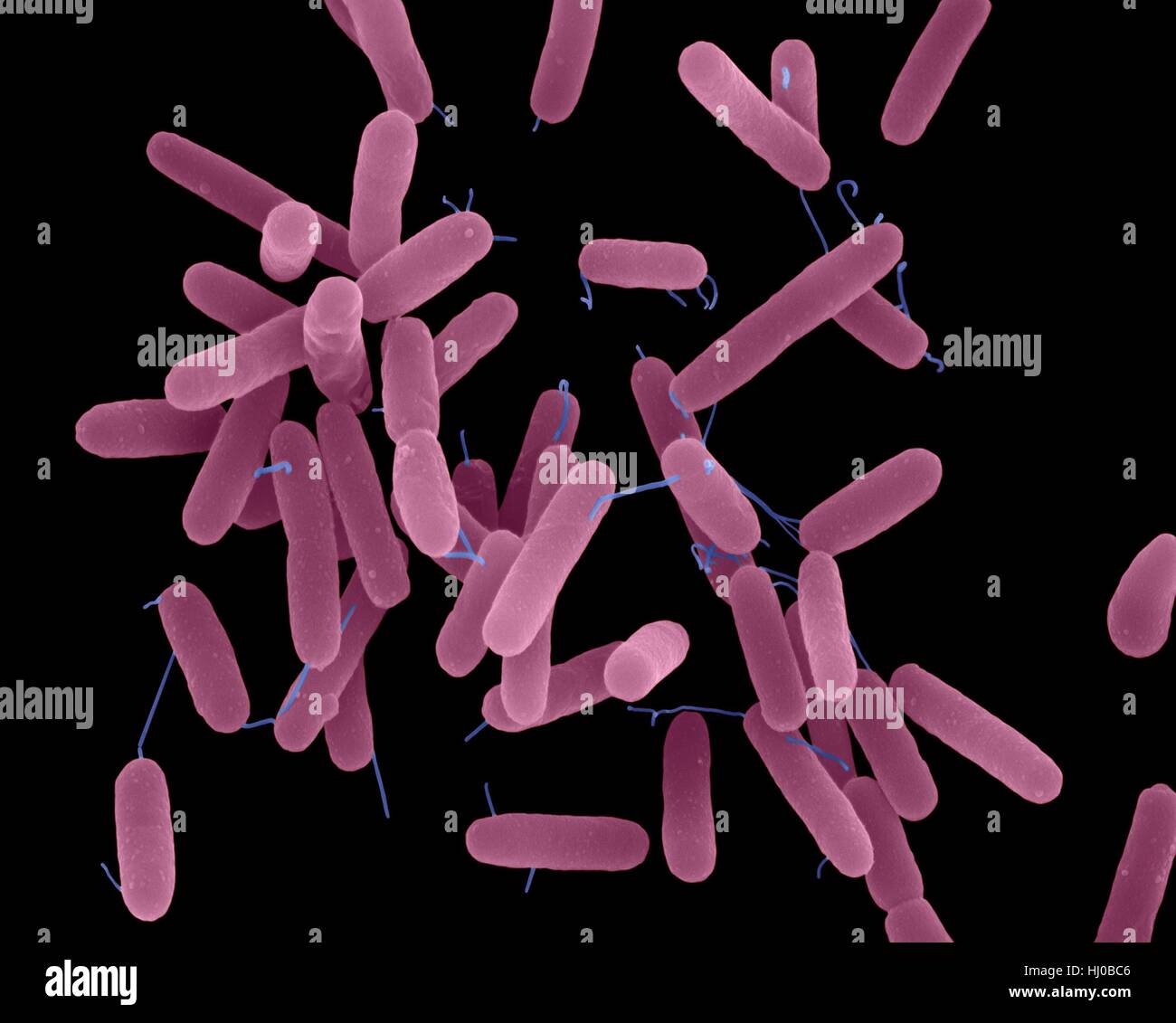 Бактерия синегнойная палочка. Пиоцианин Pseudomonas aeruginosa. • Синегнойная палочка (p. aeruginosa). Бактерии Pseudomonas. Псевдомонас аэругиноза микроскопия.