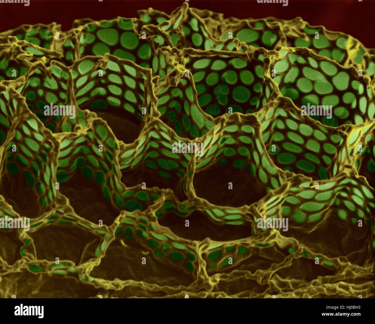 Kernfläche Fingerhut (Digitalis Purpurea), farbige scanning Electron Schliffbild (SEM). Dieses Bild zeigt Samenschale (Testa) Samen Fingerhut (Digitalis Purpurea). Die Testa hat unregelmäßigen wabenartigen Struktur. Die Samenschale Struktur soll Keimung der Samen zu verbessern. Die Samenschale fallen Stockfoto