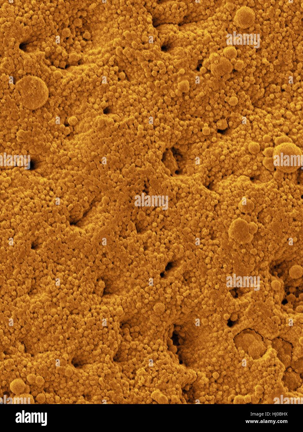 Farbige Elektron Schliffbild (SEM) Huhn Eierschale Scanfläche (Gallus Gallus Domesticus). Hier sind Oberfläche Mineralkristalle, die viele winzige Poren in der Eierschale Vogel bilden. Eierschalen sind äußere Abdeckung der hartschaligen Eiern von anderen Eiern weichen äußeren Schichten. Eierschale Struktur variiert stark zwischen Stockfoto