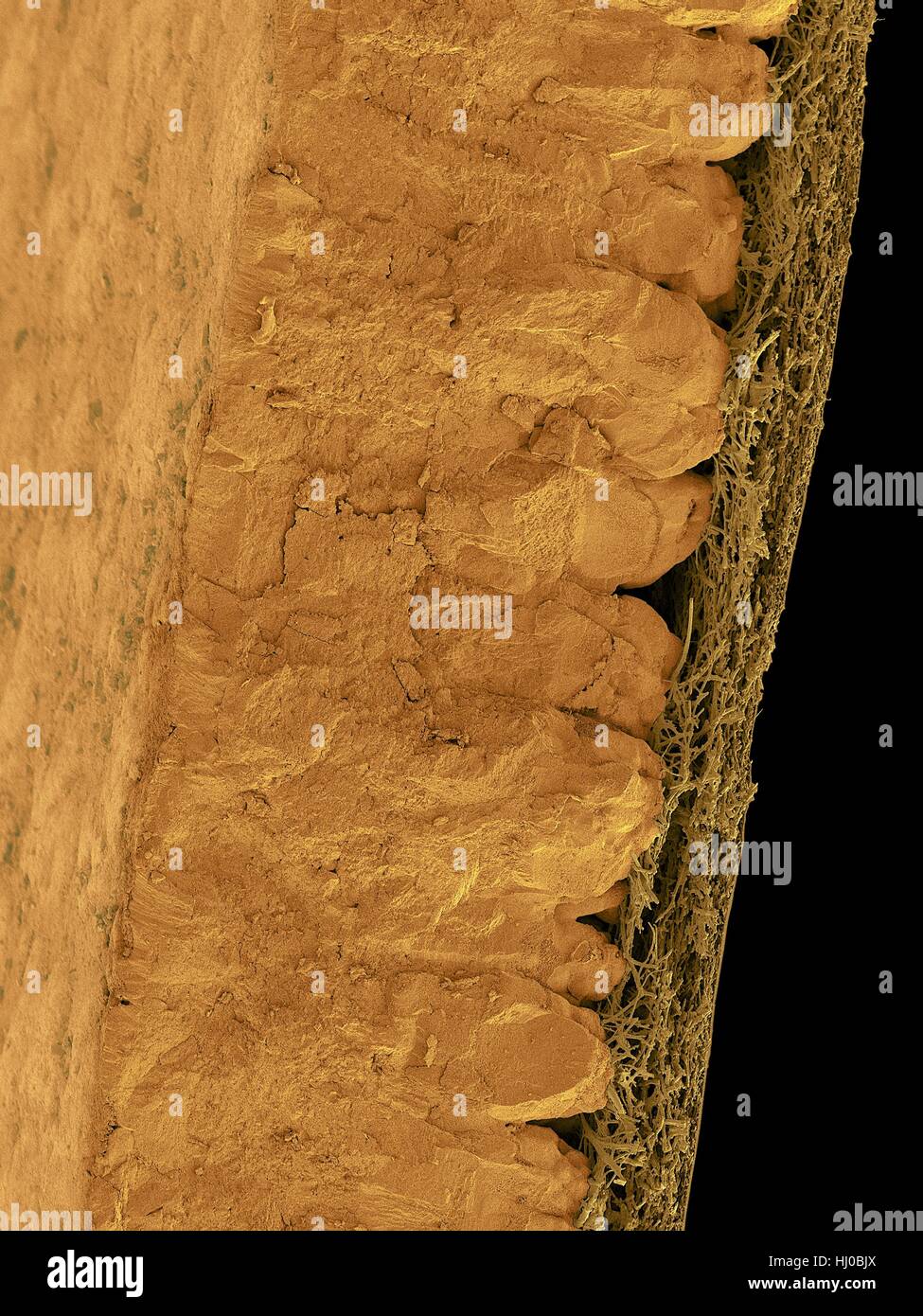 Farbige scanning Electron Schliffbild (SEM) Huhn Eierschale Querschnitt (Gallus Gallus Domesticus). Gezeigt von links nach rechts in image.hard mineralisierten Eierschale Innere faserige Membran. Die harte mineralisierte Eierschale enthält Kalziumkarbonat (CaCO3) Mineralkristalle, die viele winzige Poren in bilden Stockfoto