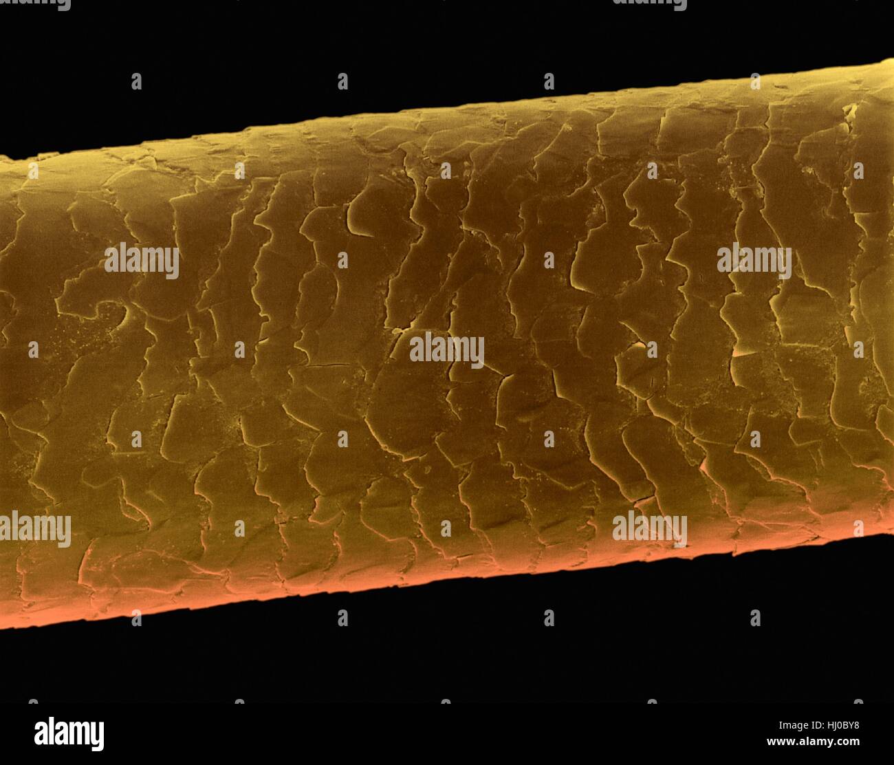 Echthaar (Caucasian, brünett), farbige Scan Elektron Schliffbild (SEM). Die äußere Schicht des Haares (Cuticula) hat überlappende Schuppen aus Keratin. Diese Skalen werden gedacht, um zu verhindern, dass Haare Matten zusammen. Haar besteht aus faserigen Protein Keratin genannt. Haarschaft gliedert sich intern in Stockfoto