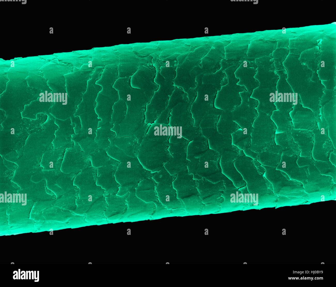 Echthaar (Caucasian, brünett), farbige Scan Elektron Schliffbild (SEM). Die äußere Schicht des Haares (Cuticula) hat überlappende Schuppen aus Keratin. Diese Skalen werden gedacht, um zu verhindern, dass Haare Matten zusammen. Haar besteht aus faserigen Protein Keratin genannt. Haarschaft gliedert sich intern in Stockfoto