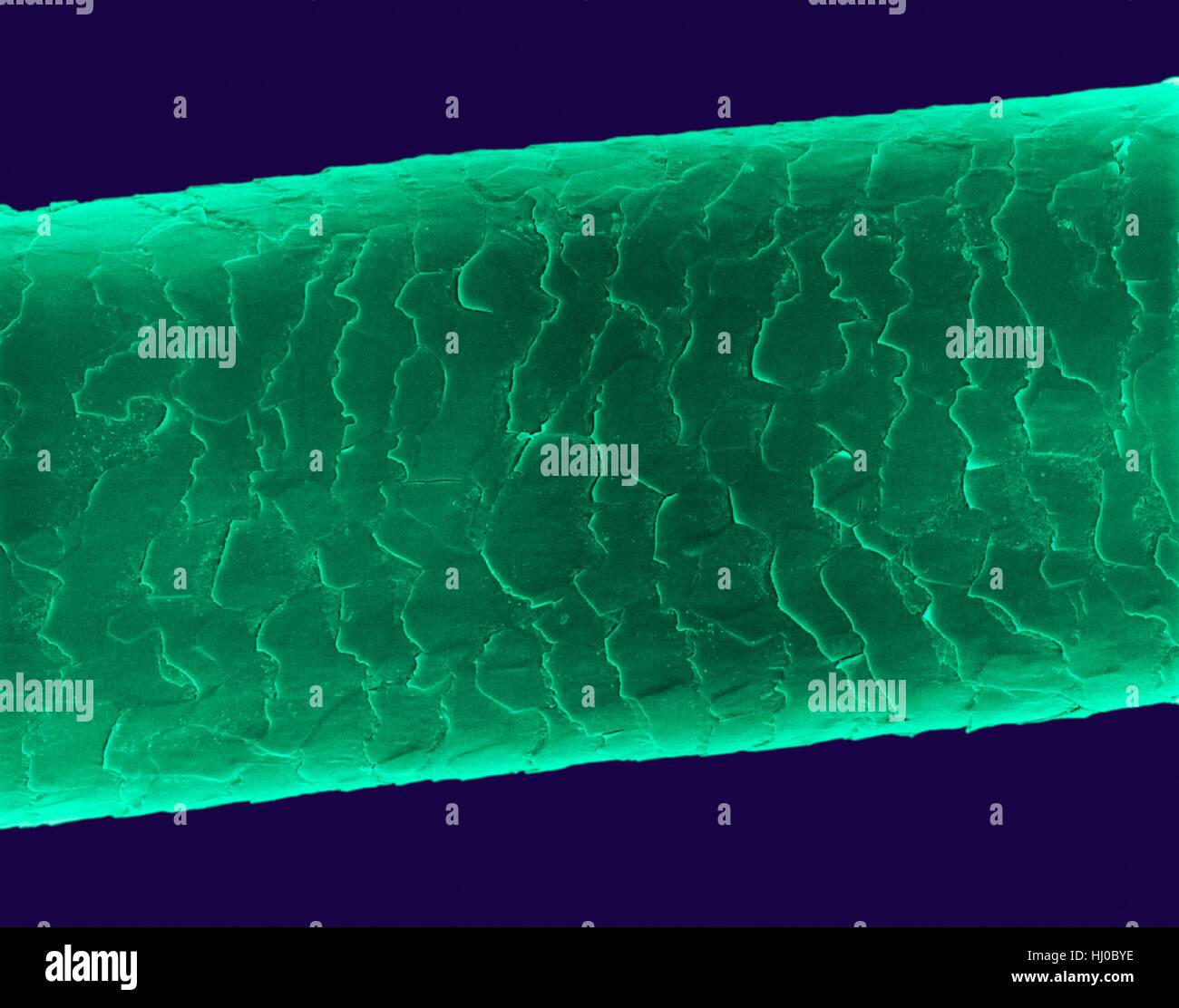 Echthaar (Caucasian, brünett), farbige Scan Elektron Schliffbild (SEM). Die äußere Schicht des Haares (Cuticula) hat überlappende Schuppen aus Keratin. Diese Skalen werden gedacht, um zu verhindern, dass Haare Matten zusammen. Haar besteht aus faserigen Protein Keratin genannt. Haarschaft gliedert sich intern in Stockfoto
