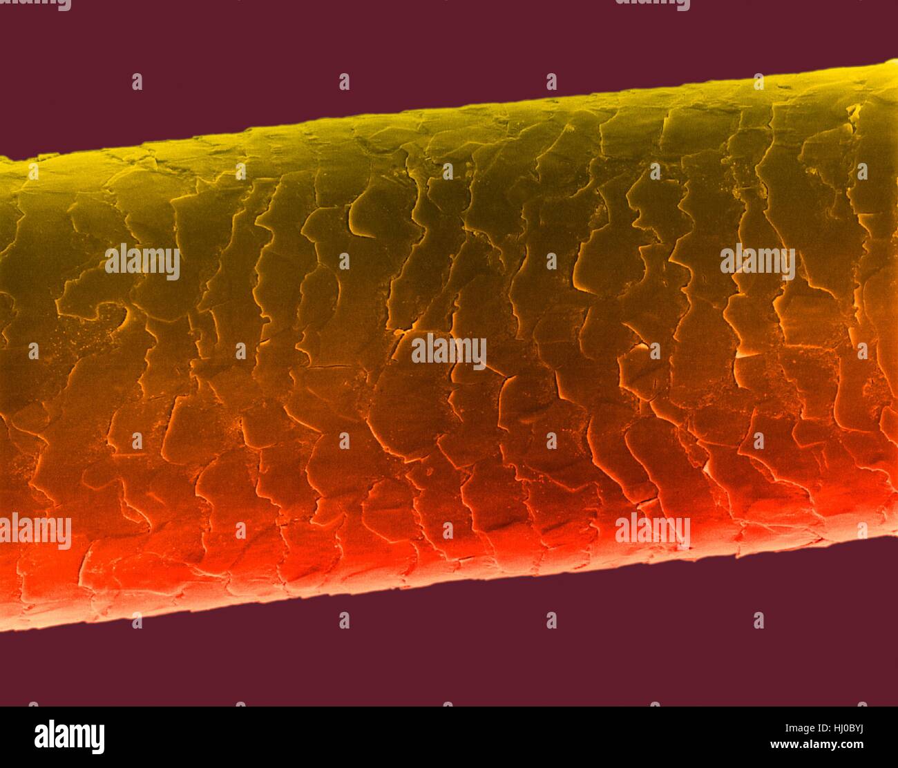 Echthaar (Caucasian, brünett), farbige Scan Elektron Schliffbild (SEM). Die äußere Schicht des Haares (Cuticula) hat überlappende Schuppen aus Keratin. Diese Skalen werden gedacht, um zu verhindern, dass Haare Matten zusammen. Haar besteht aus faserigen Protein Keratin genannt. Haarschaft gliedert sich intern in Stockfoto