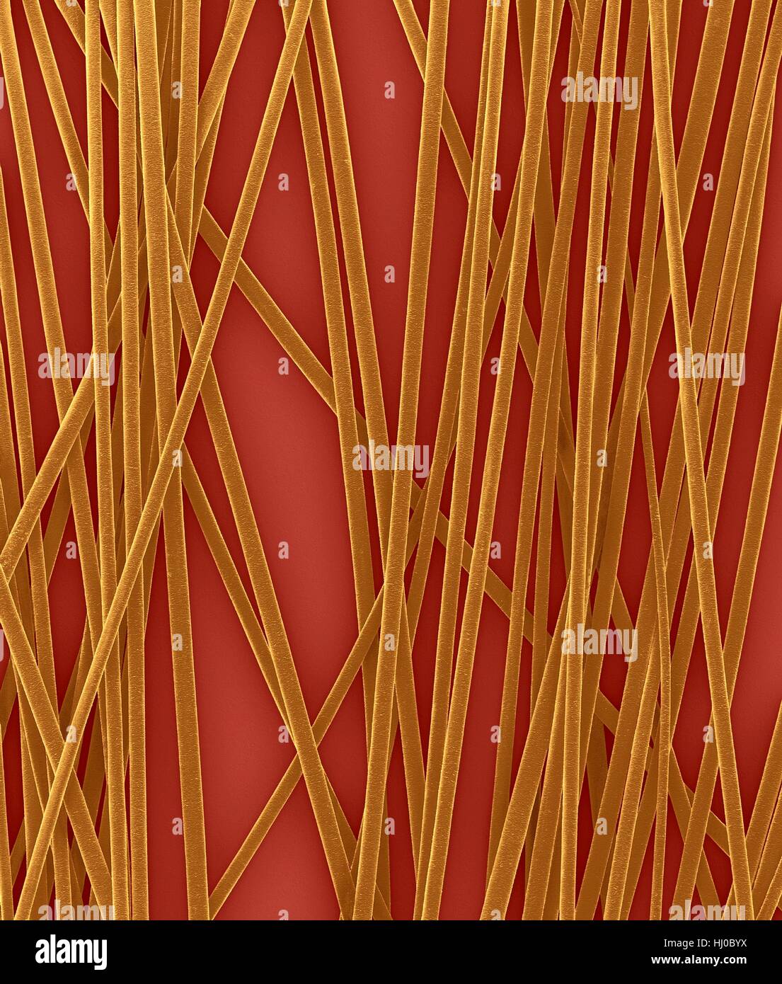 Menschliches Haar Wellen von Kopf, farbige scanning Electron Schliffbild (SEM). Die äußere Schicht des Haares (Cuticula) hat überlappende Schuppen aus Keratin. Diese Skalen werden gedacht, um zu verhindern, dass Haare Matten zusammen. Haar besteht aus faserigen Protein Keratin genannt. Intern gliedert sich Haarschaft in drei konzentrischen Hüllen (Schichten) genannt Medulla, Kortex äußeren Cuticula. Das Haar ist nicht lebendes Gewebe. Haare wachsen aus der Haarwurzel (Birne) in Haut eingebettet. Haarwuchs tritt auf, wenn die epidermale Zellen auf Basis der Haarwurzel teilen. Das Haar ist nicht lebendes Gewebe. Vergrößerung: X6 wenn kürzeste Achse bei 25 Millimetern gedruckt. Stockfoto