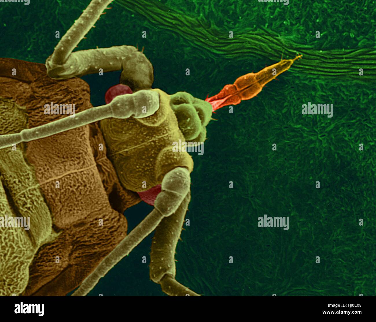 Farbige Scannen Elektron Schliffbild (SEM) von Pea Blattlaus (Acyrthosiphon Pisum) auf einem Blatt Bohne mit Rüssel eine Vene eindringen. Dieses Insekt überträgt Luzerne-Mosaik-Virus (Rhabdovirus) und Erbse Enation Mosaik (isometrische)-Virus. Vergrößerung: X26 wenn kürzeste Achse bei 25 Millimetern gedruckt. Stockfoto