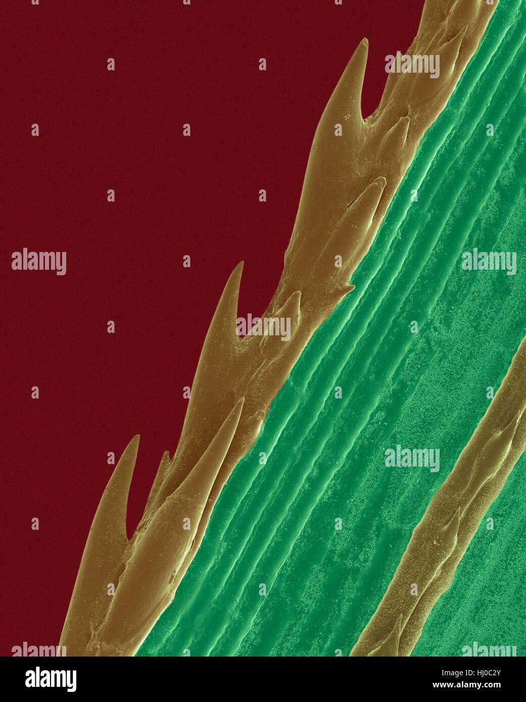 Ein Grashalm mit Wellenschliff (Paspalum sp), farbige scanning Electron-Schliffbild (SEM). Pflanzen entwickeln spezialisierte chemische Merkmale natürliche Verteidigung gegen Belastungen in ihrer Umgebung. Die scharfe Kante der Sägezahn von Grashalm schützt vor Fraßfeinden. Paspalum ist Stockfoto