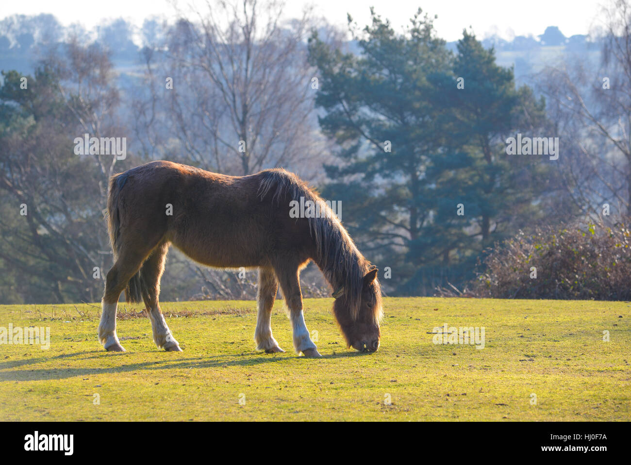 New Forest Pony mit weißen Socken im Januar Sonnenschein, Hampshire, Großbritannien Stockfoto