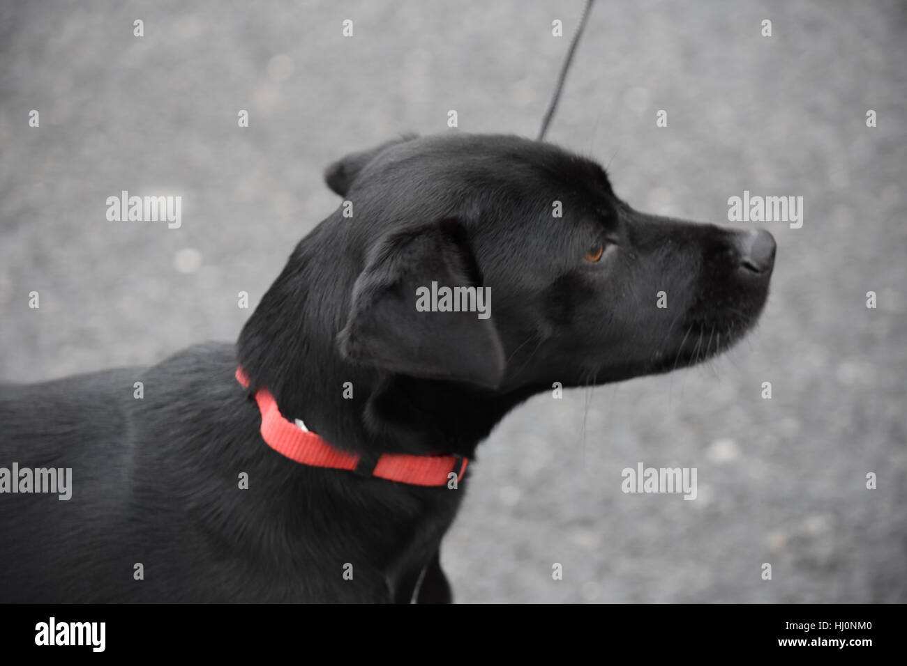 Washington, USA. 21. Januar 2017. Ein Hund nimmt die Frauen Marsch auf Washington Credit: Carlos Romero Talamas/Alamy Live News Stockfoto