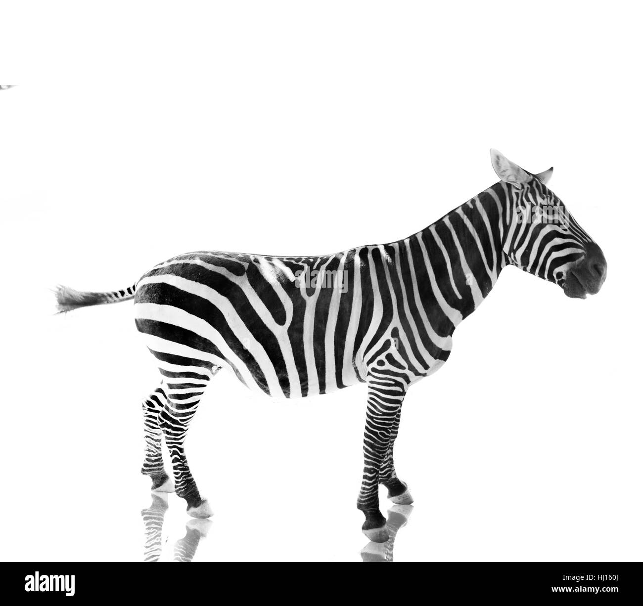 Tierprofil Schwarzweiß-Stockfotos und -bilder - Alamy