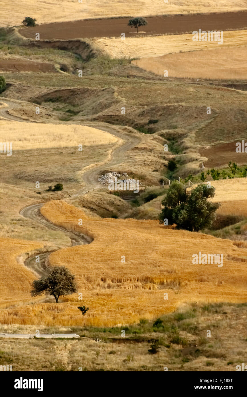 Baum, Bäume, Boden, Boden, Erde, Humus, Landwirtschaft, Landwirtschaft, Feld, Korn, Stockfoto