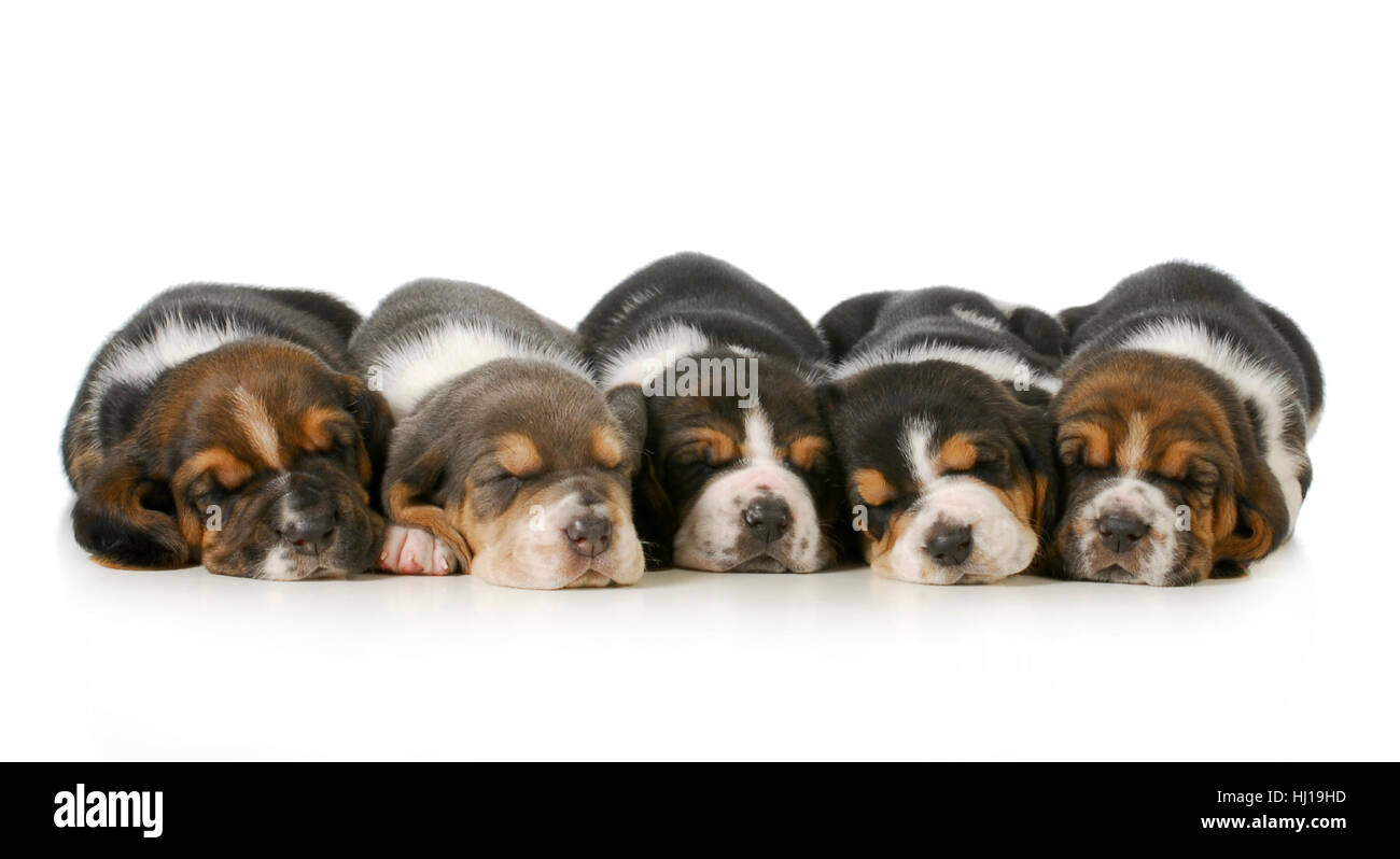 Welpen - Wurf von fünf Basset Hounds schlafen reihen sich hintereinander isoliert auf weißem Hintergrund - drei Wochen alt Stockfoto