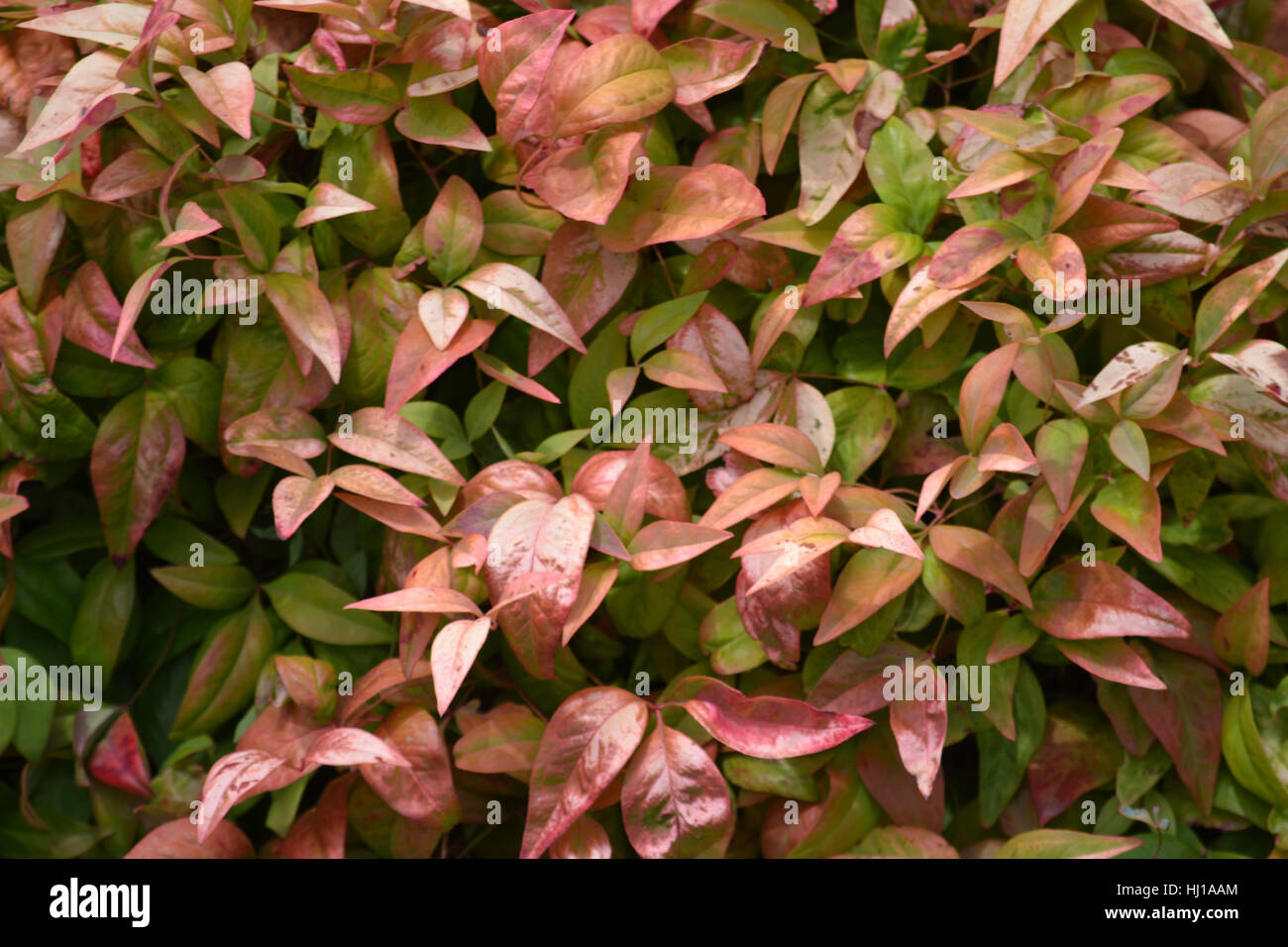 Rote Blätter Stockfoto