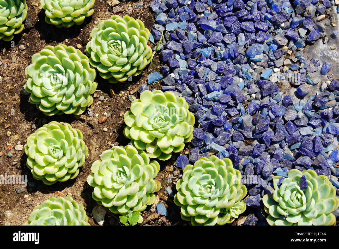Blaue Fetthenne Stockfotos Und bilder Kaufen Alamy