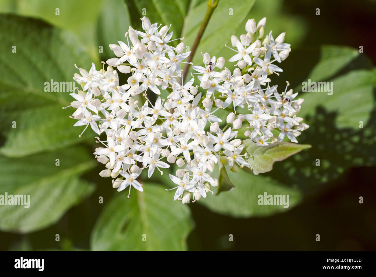 Pflanze mit kleinen weien Blten und groe Bltter, beachten Sie flache  Dept Feld Stockfotografie - Alamy