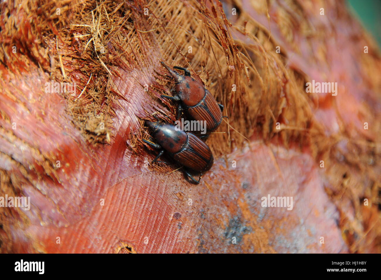 Varmint, Pest, Picudo Rojo Rhynchophorus Ferrugineus, Roter Palmen Rsselkfer, Stockfoto